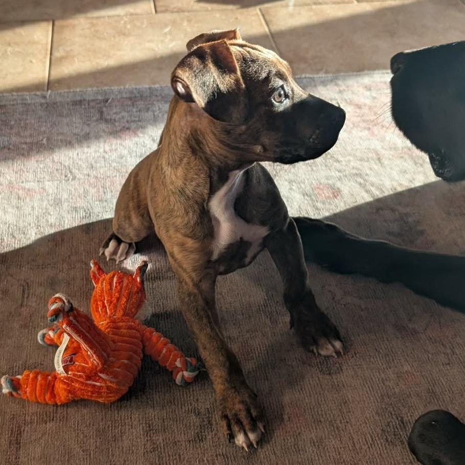 Enlarge Neev *Adorable Hound-Mix Puppy*, a ADOPTABLE mixed breed in Riverview, FL image 5/6