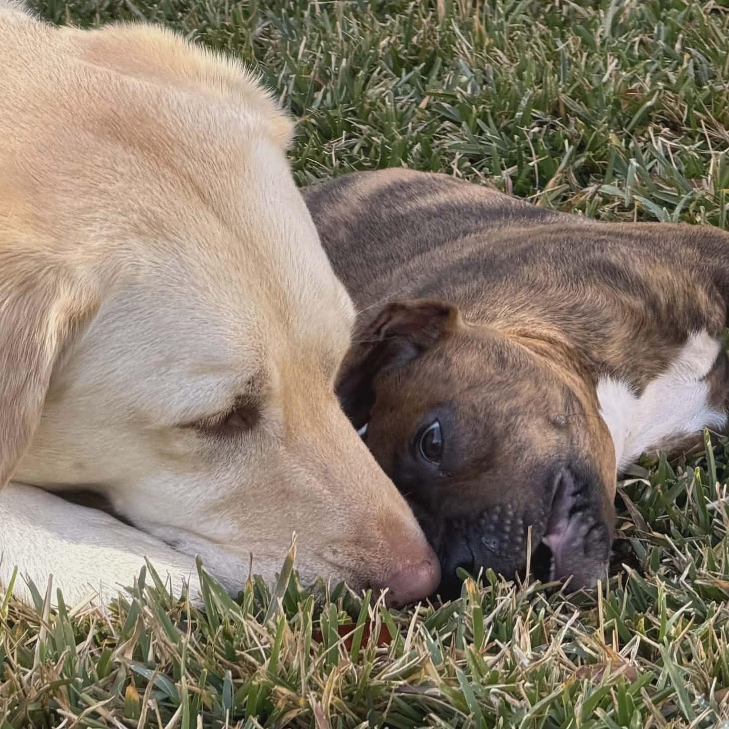 Enlarge Neev *Adorable Hound-Mix Puppy*, a ADOPTABLE mixed breed in Riverview, FL image 3/6