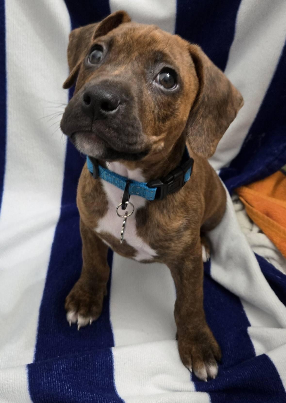 Enlarge Neev *Adorable Hound-Mix Puppy*, a ADOPTABLE mixed breed in Riverview, FL image 6/6