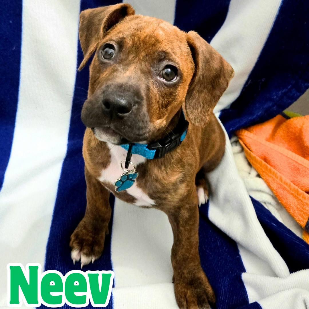 Enlarge Neev *Adorable Hound-Mix Puppy*, a ADOPTABLE mixed breed in Riverview, FL image 1/6