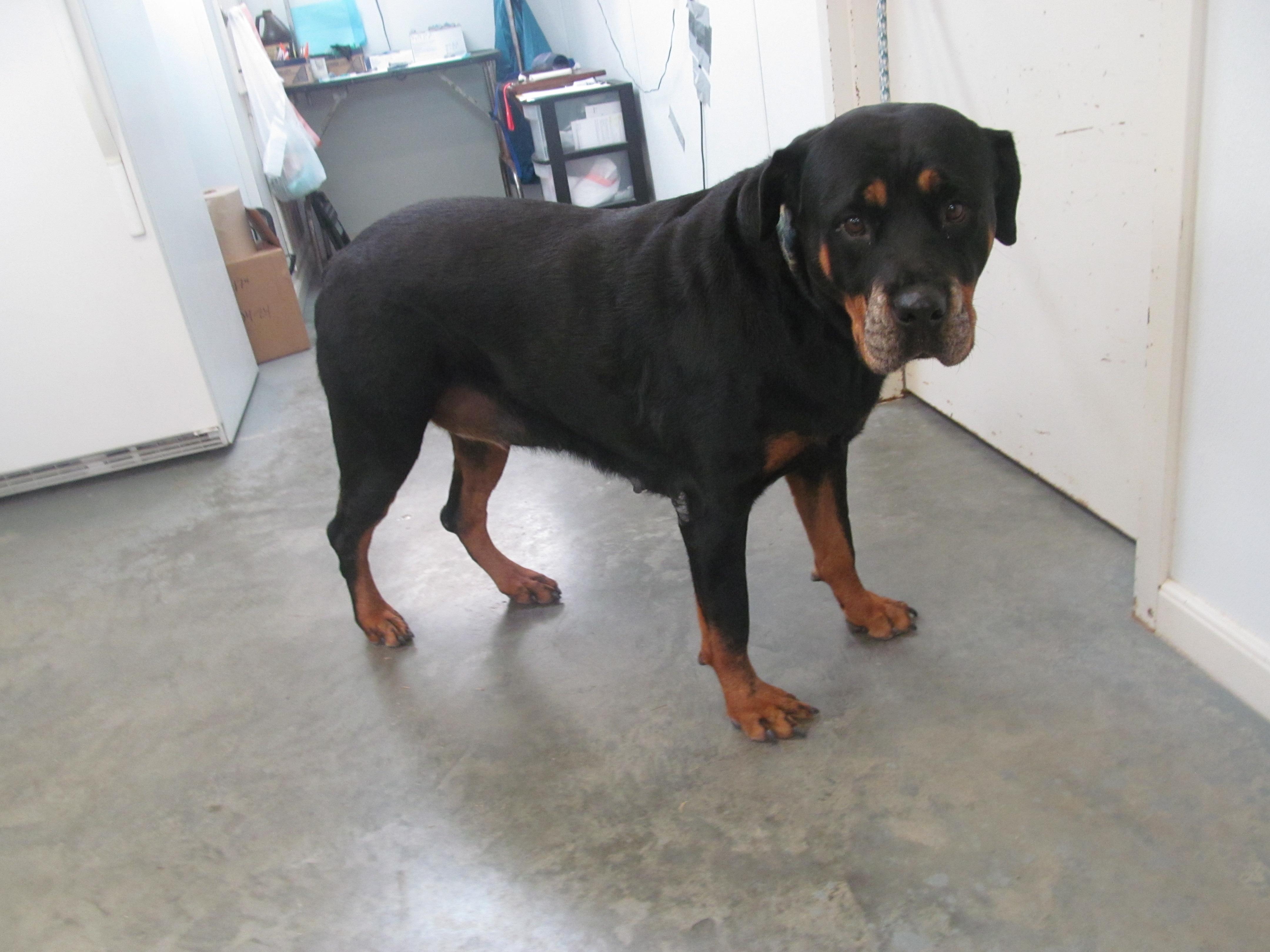Enlarge Smokie, a Adoptable Rottweiler in Corpus Christi, TX image 1/1