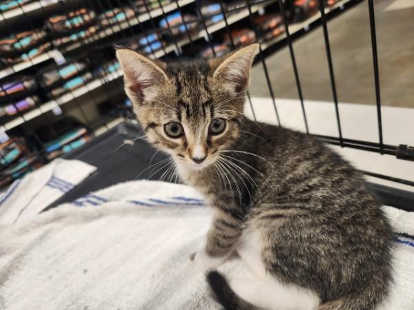 Enlarge Smores, an adopted Domestic Short Hair in Watchung, NJ image 1/1