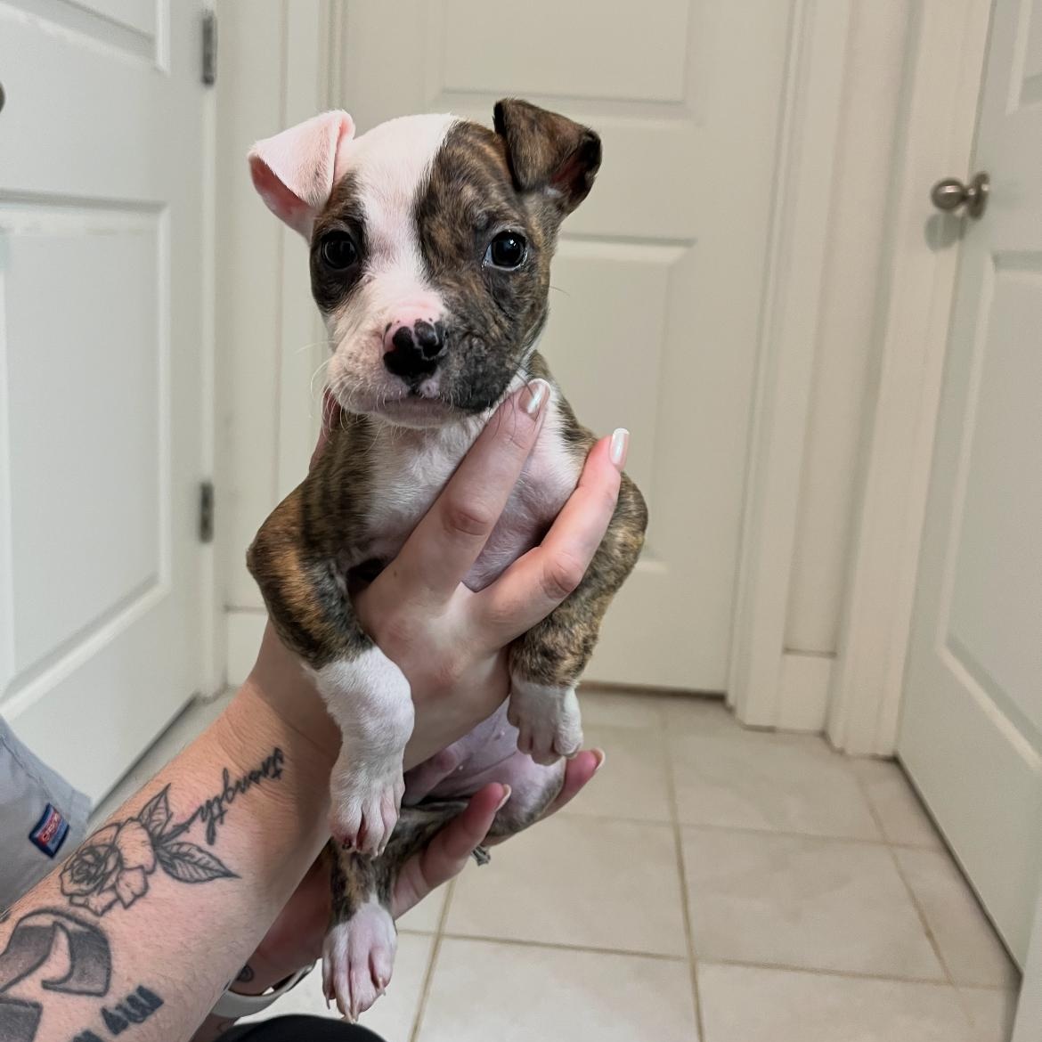 Enlarge Charmander, an adopted mixed breed in Lodi, CA image 1/2