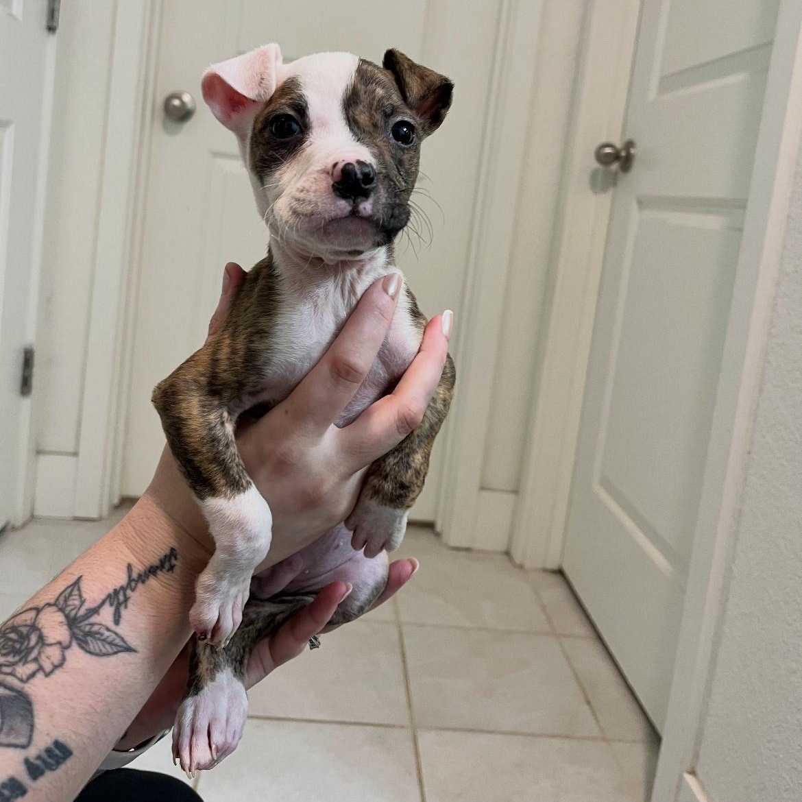 Enlarge Charmander, an adopted mixed breed in Lodi, CA image 2/2