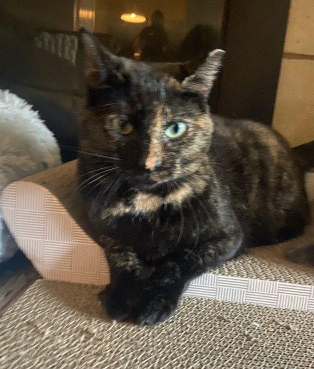 Enlarge eleanor, a Adoptable mixed breed in San Jose, CA image 1/3
