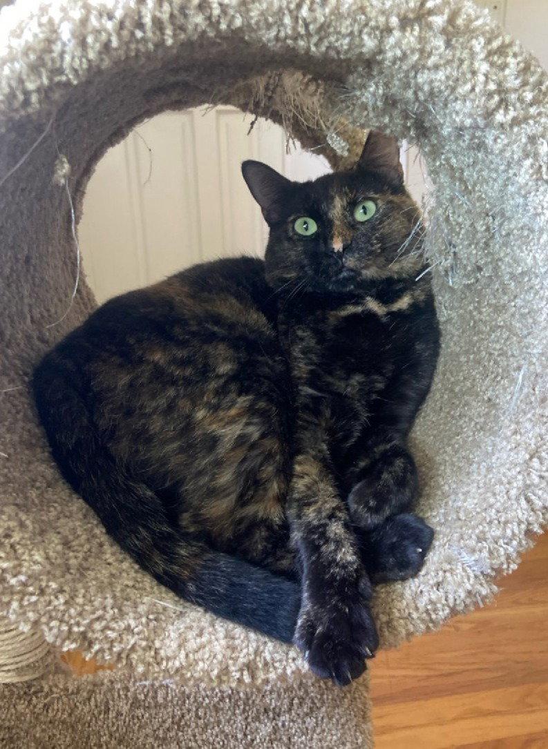 Enlarge eleanor, a Adoptable mixed breed in San Jose, CA image 2/3