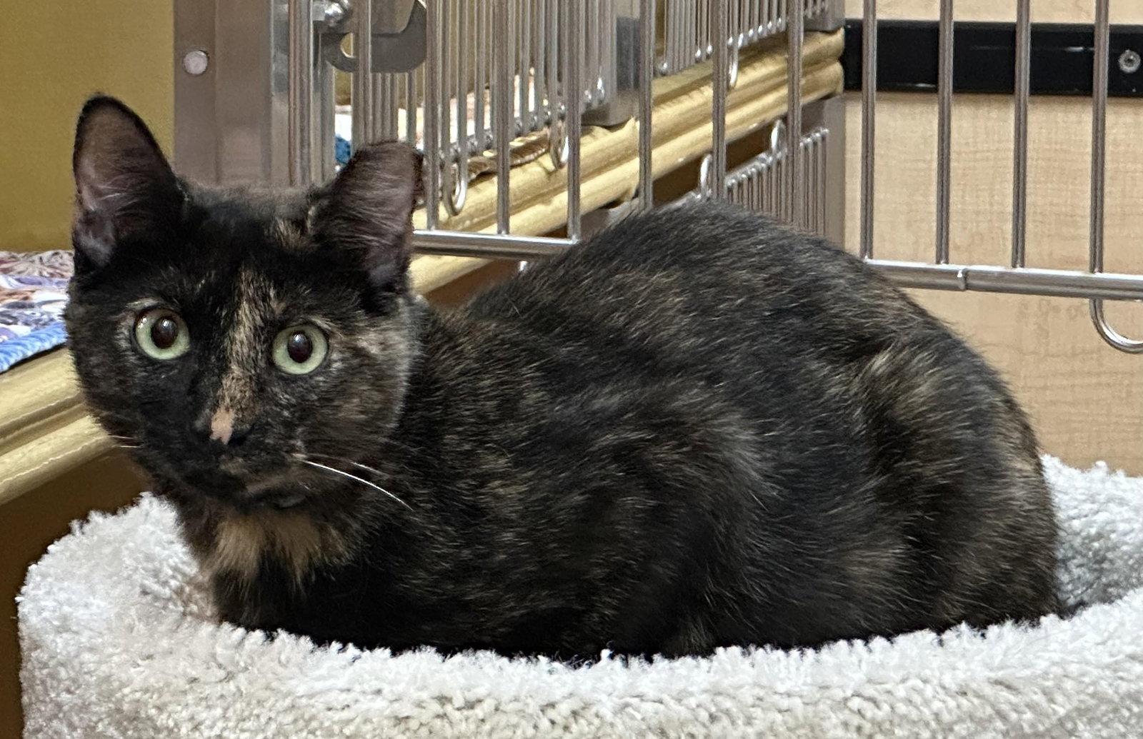 Enlarge eleanor, a Adoptable mixed breed in San Jose, CA image 3/3