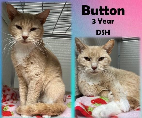 Button, Adult Female Domestic Short Hair