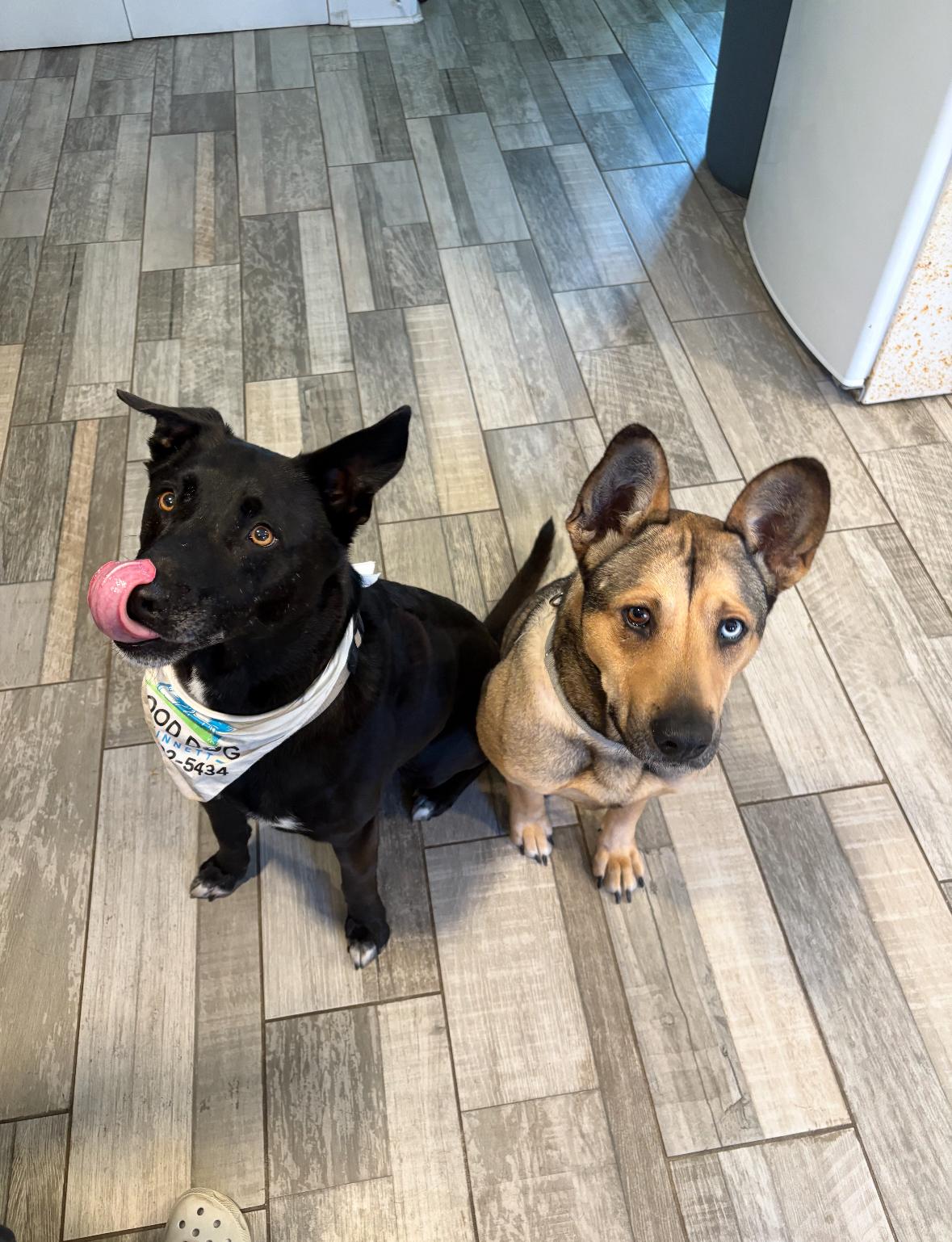 Enlarge Cole, a ADOPTABLE Mixed Breed in Grayson, GA image 3/4