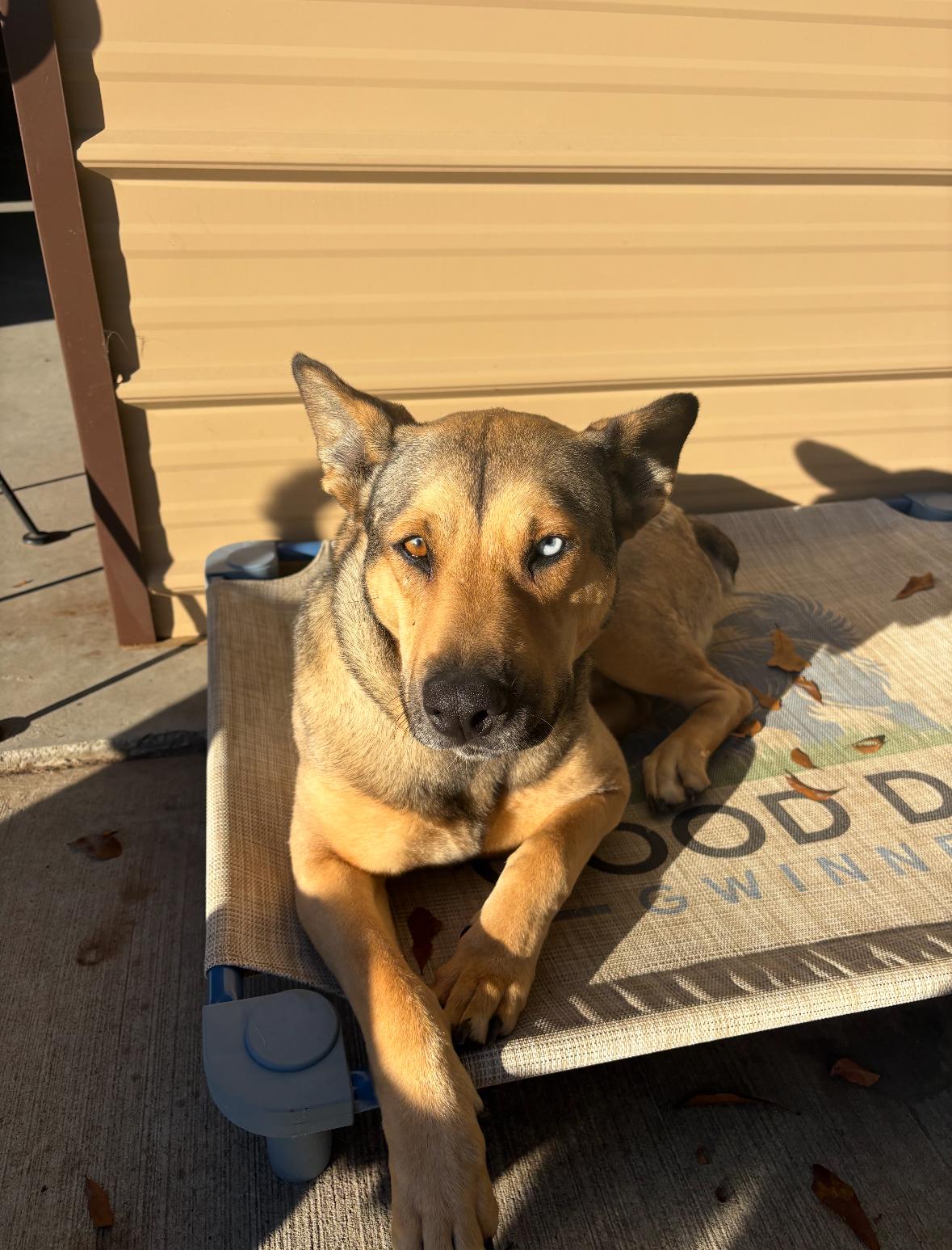 Enlarge Cole, a ADOPTABLE Mixed Breed in Grayson, GA image 2/4