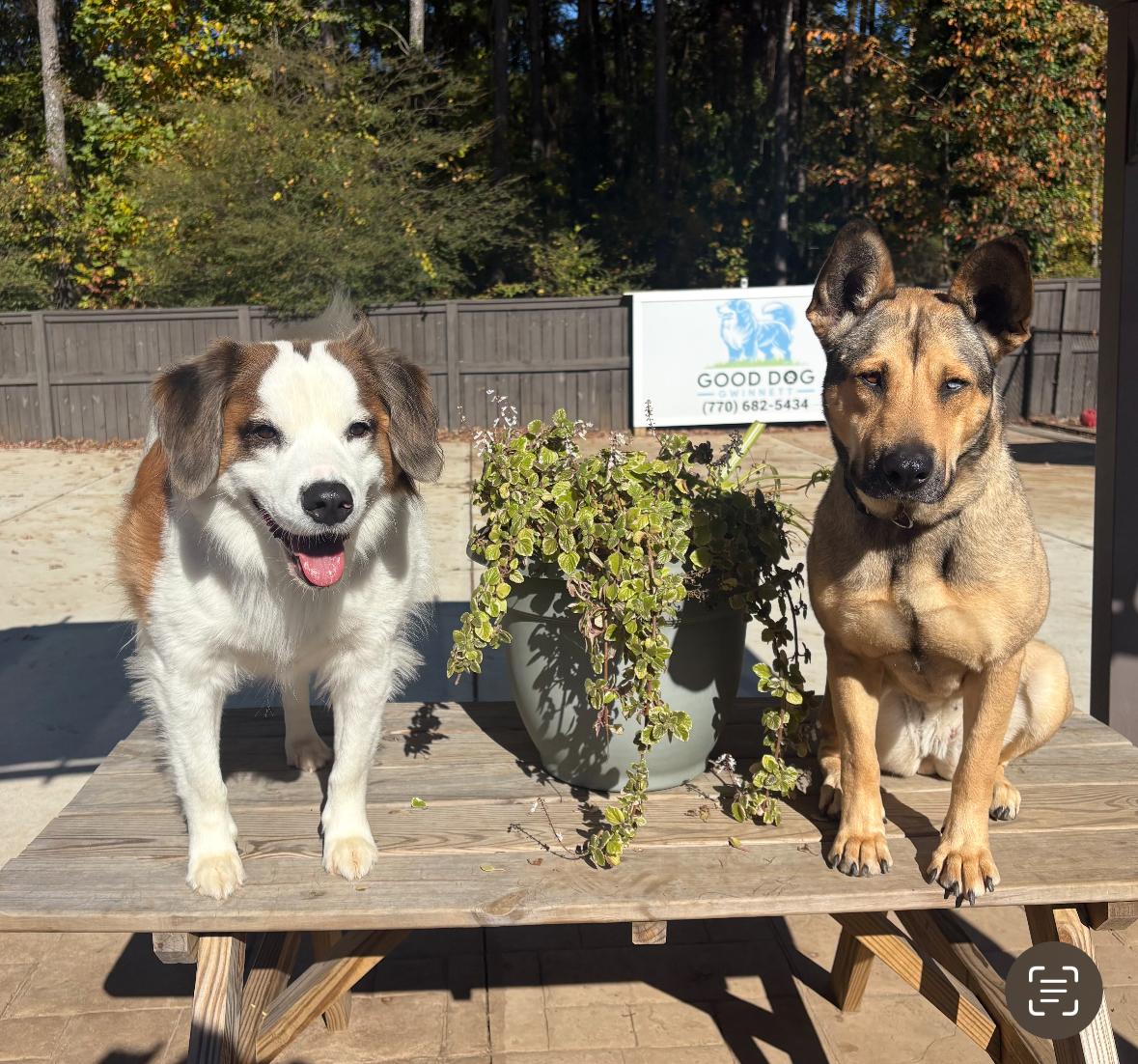 Enlarge Cole, a ADOPTABLE Mixed Breed in Grayson, GA image 4/4