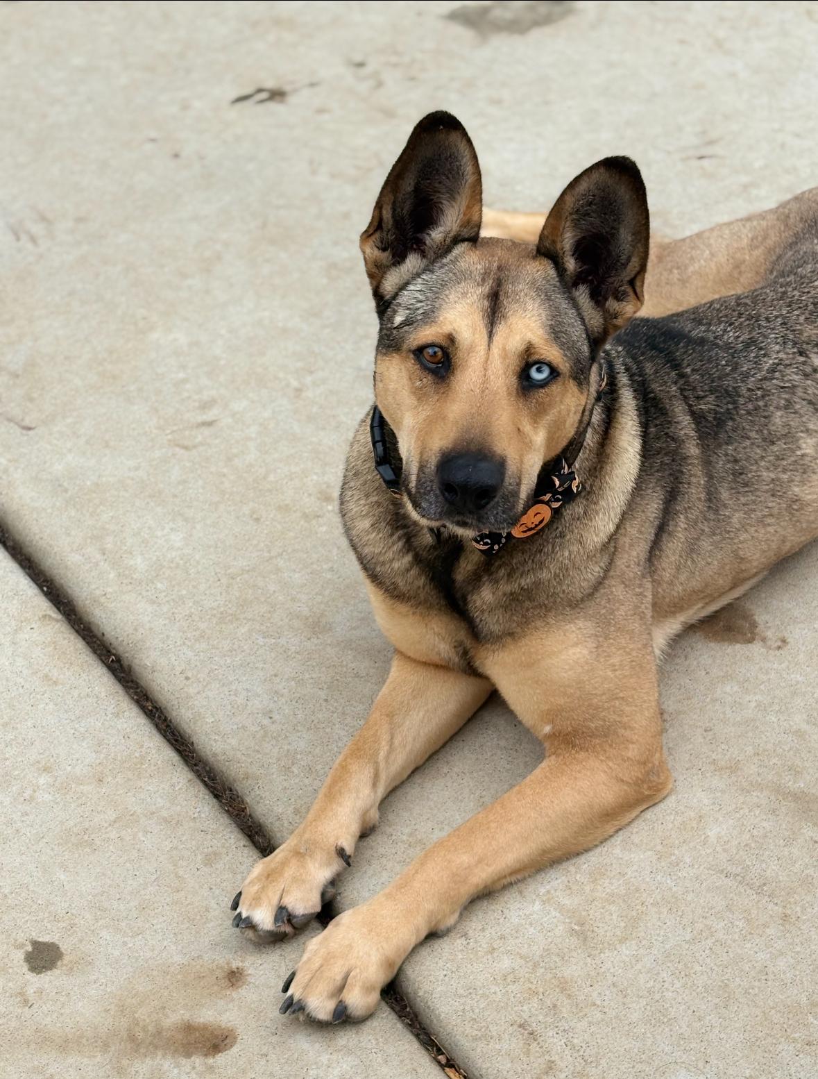 Cole, ADOPTABLE, Adult Female Mixed Breed.
