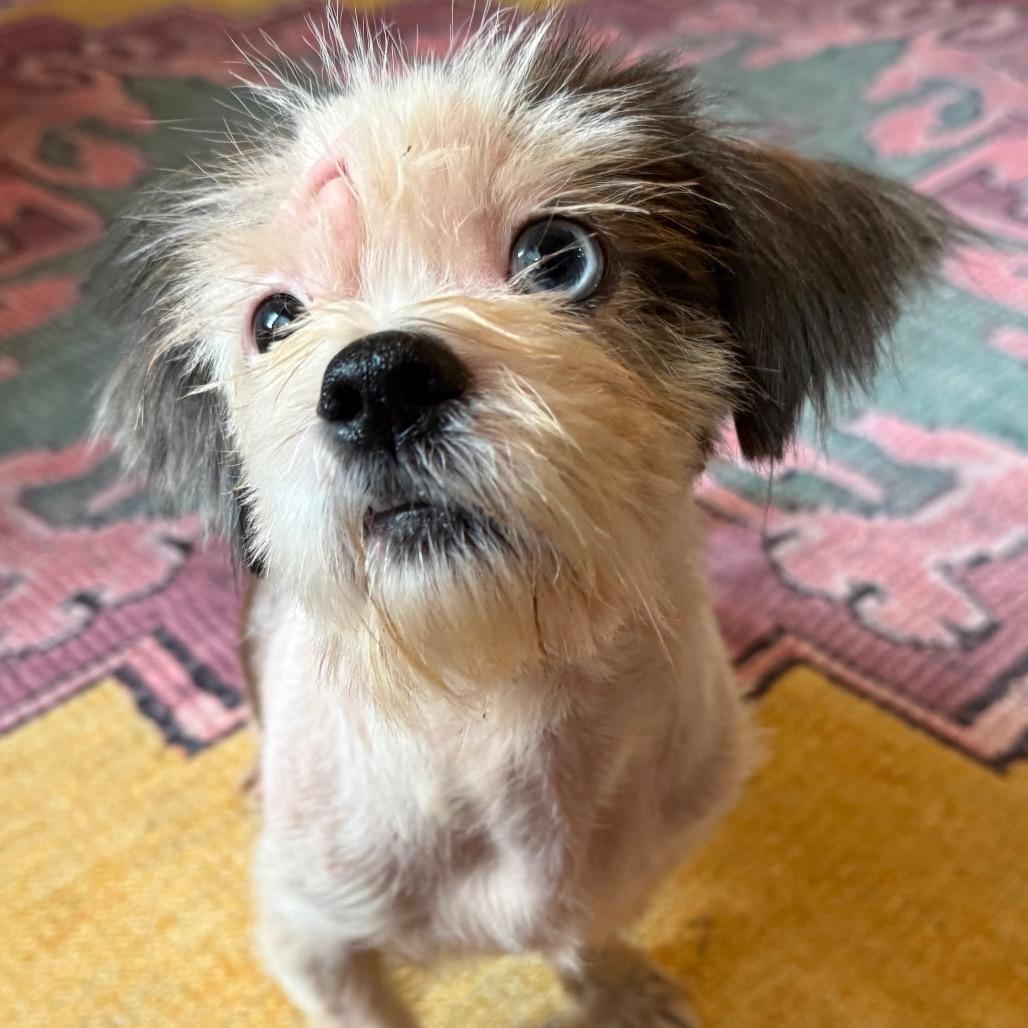 Hopper, Adoptable, Adult Male Shih Tzu & Mixed Breed.