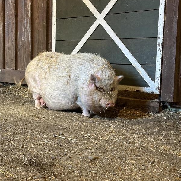 Pua, ADOPTABLE, Adult Female Pot Bellied.