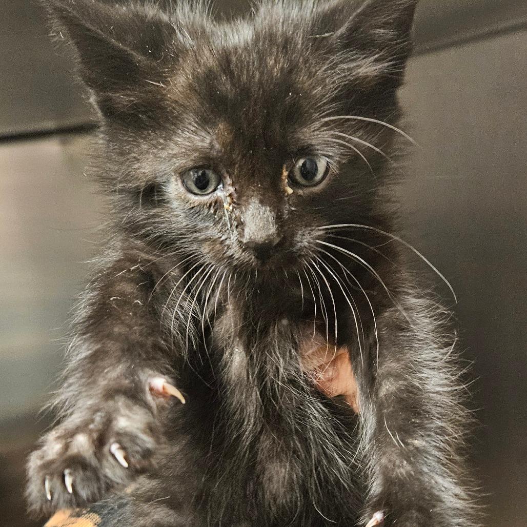 Enlarge Ebony, a Adoptable Domestic Medium Hair in Independence, KS image 1/3