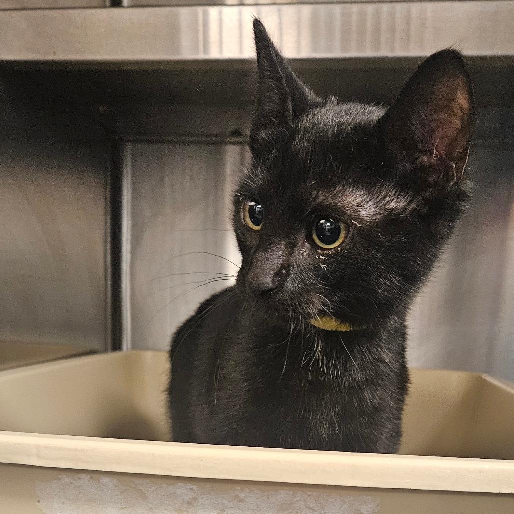 Enlarge Ebony, a Adoptable Domestic Medium Hair in Independence, KS image 3/3