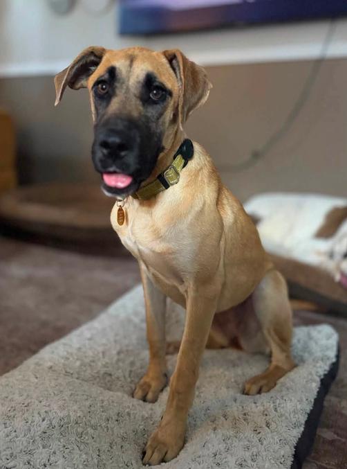 Sapphire, a Adoptable mixed breed in Eutawville, SC image 2/3