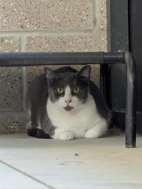 Enlarge RILO, a Adoptable Domestic Short Hair in Brunswick, GA image 1/1