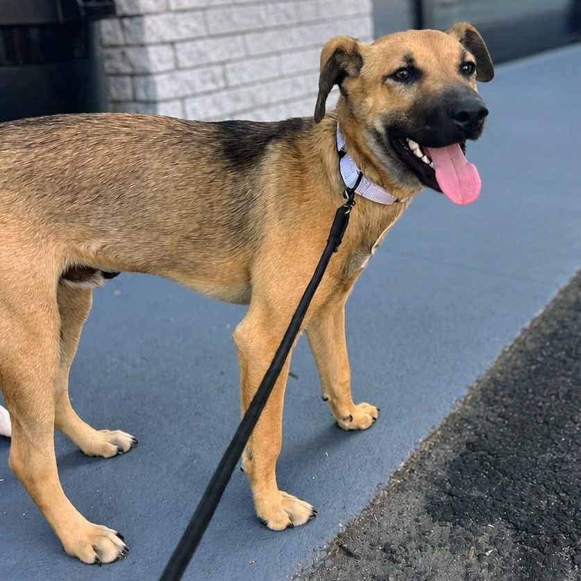 Mango, a Adoptable mixed breed in Baltimore, MD image 5/5