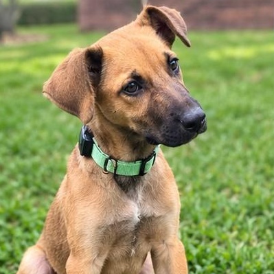 Mango, a Adoptable mixed breed in Baltimore, MD image 2/5