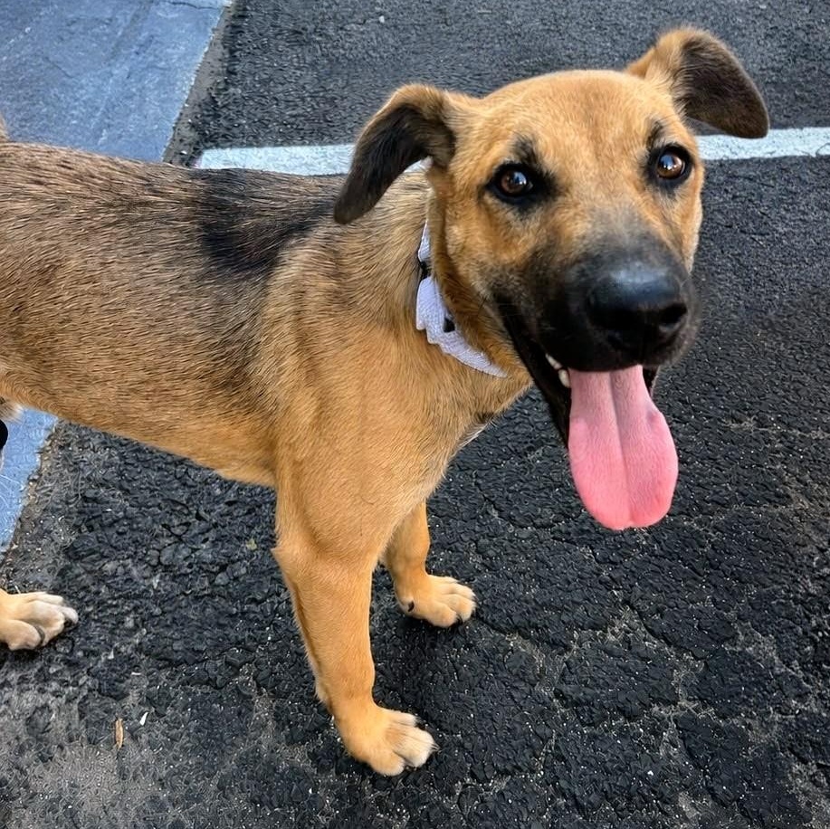 Mango, a Adoptable mixed breed in Baltimore, MD image 1/5