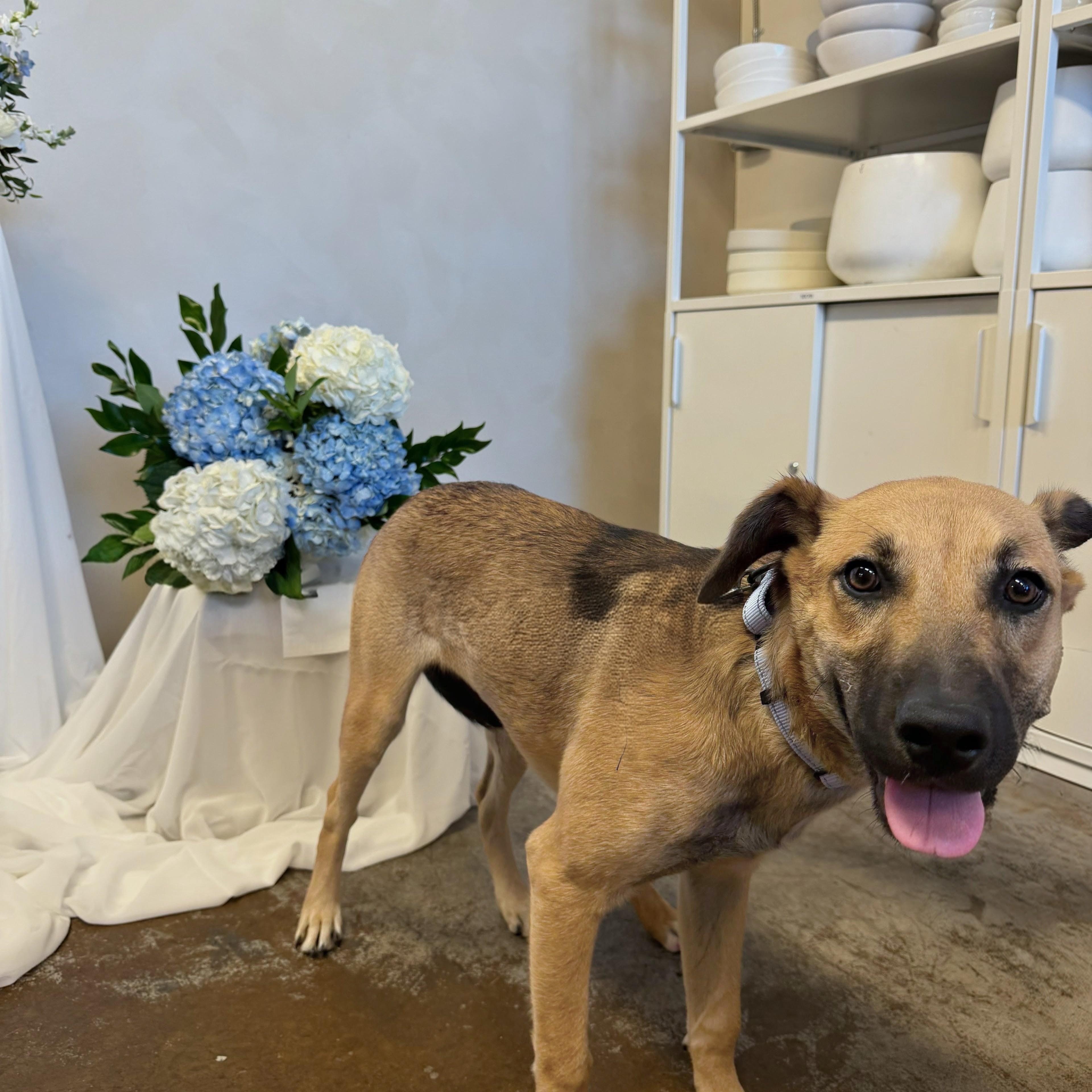 Mango, a Adoptable mixed breed in Baltimore, MD image 3/5