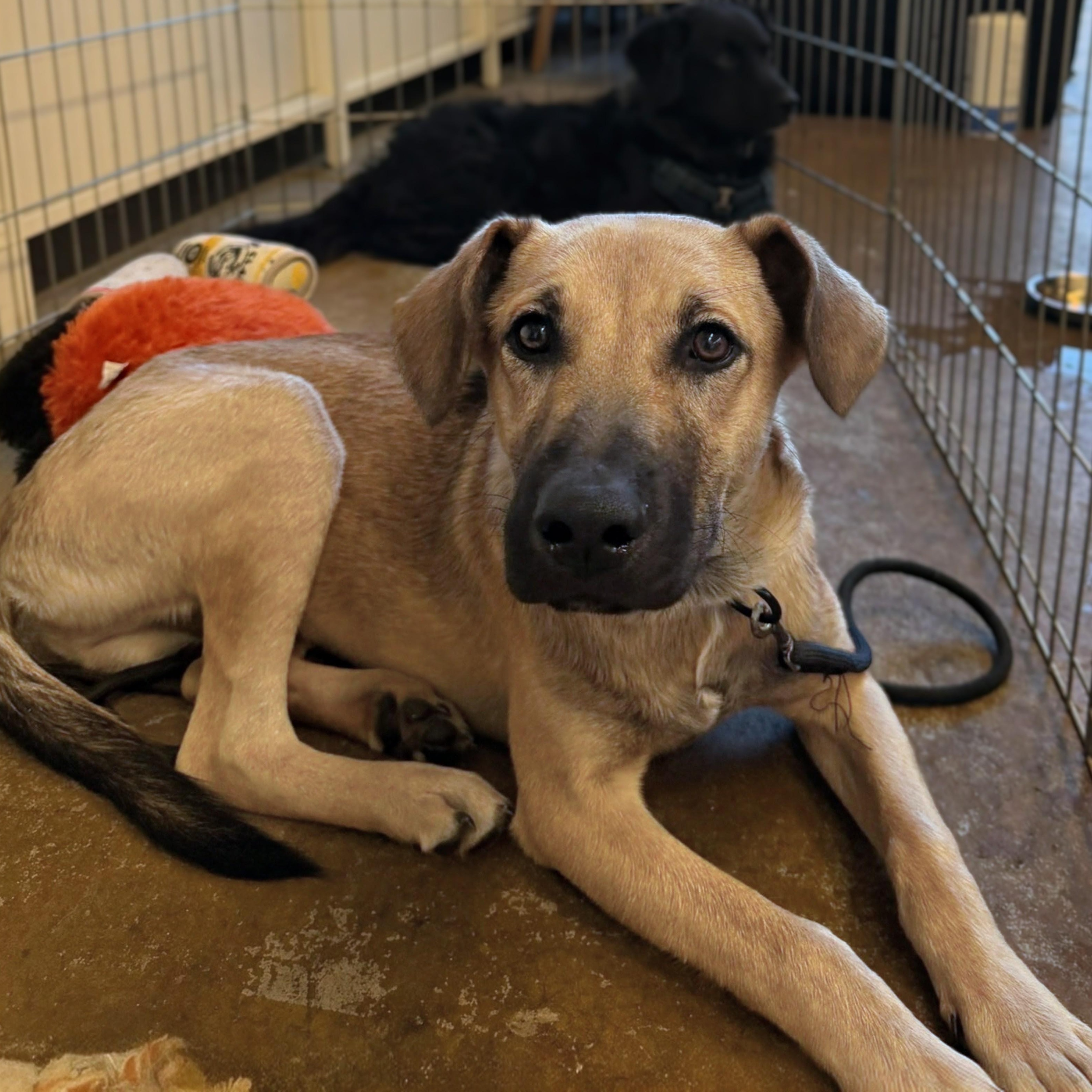 Mango, a Adoptable mixed breed in Baltimore, MD image 4/5