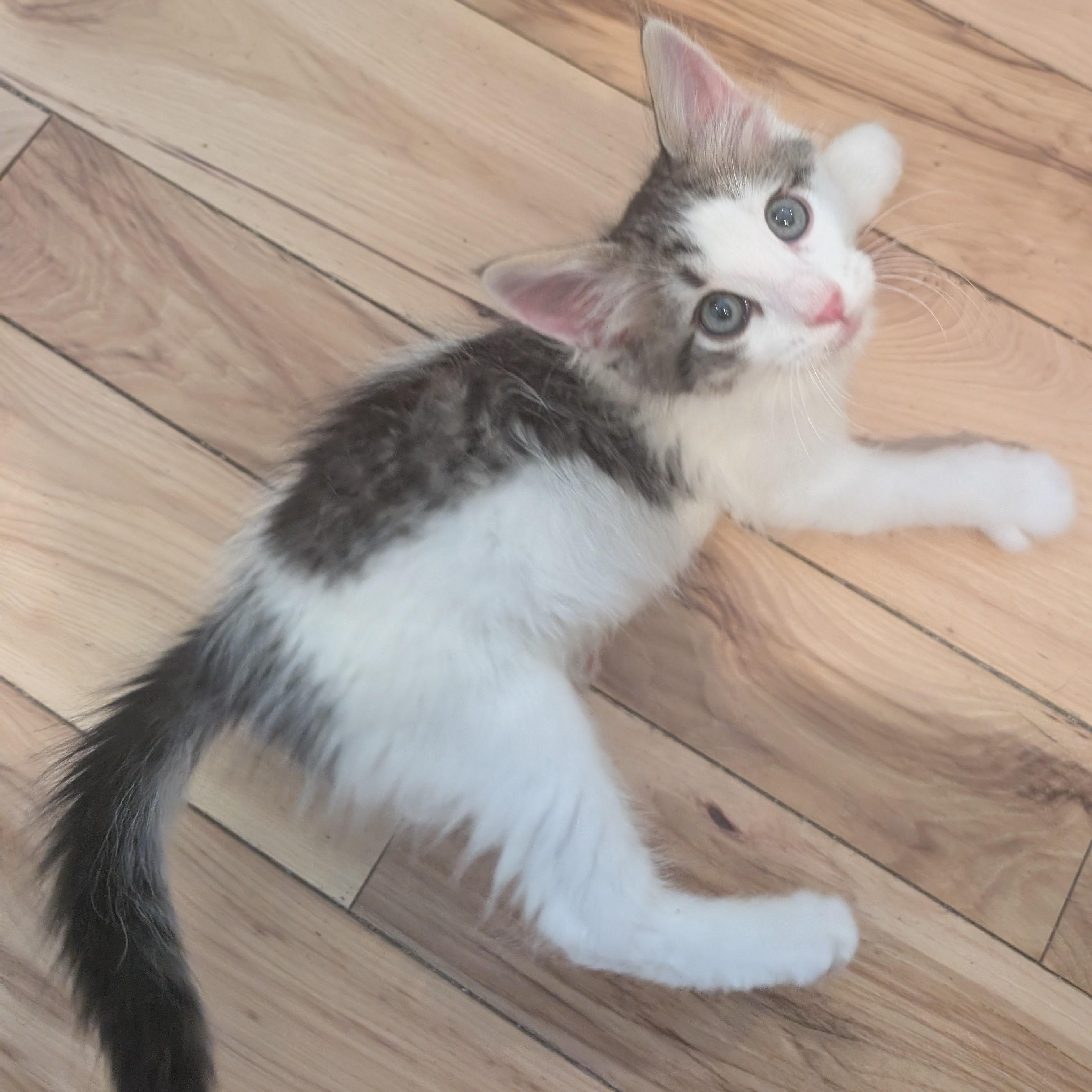 Dot Matrix Derbyshire, a ADOPTABLE Domestic Medium Hair in Denver, CO image 4/5