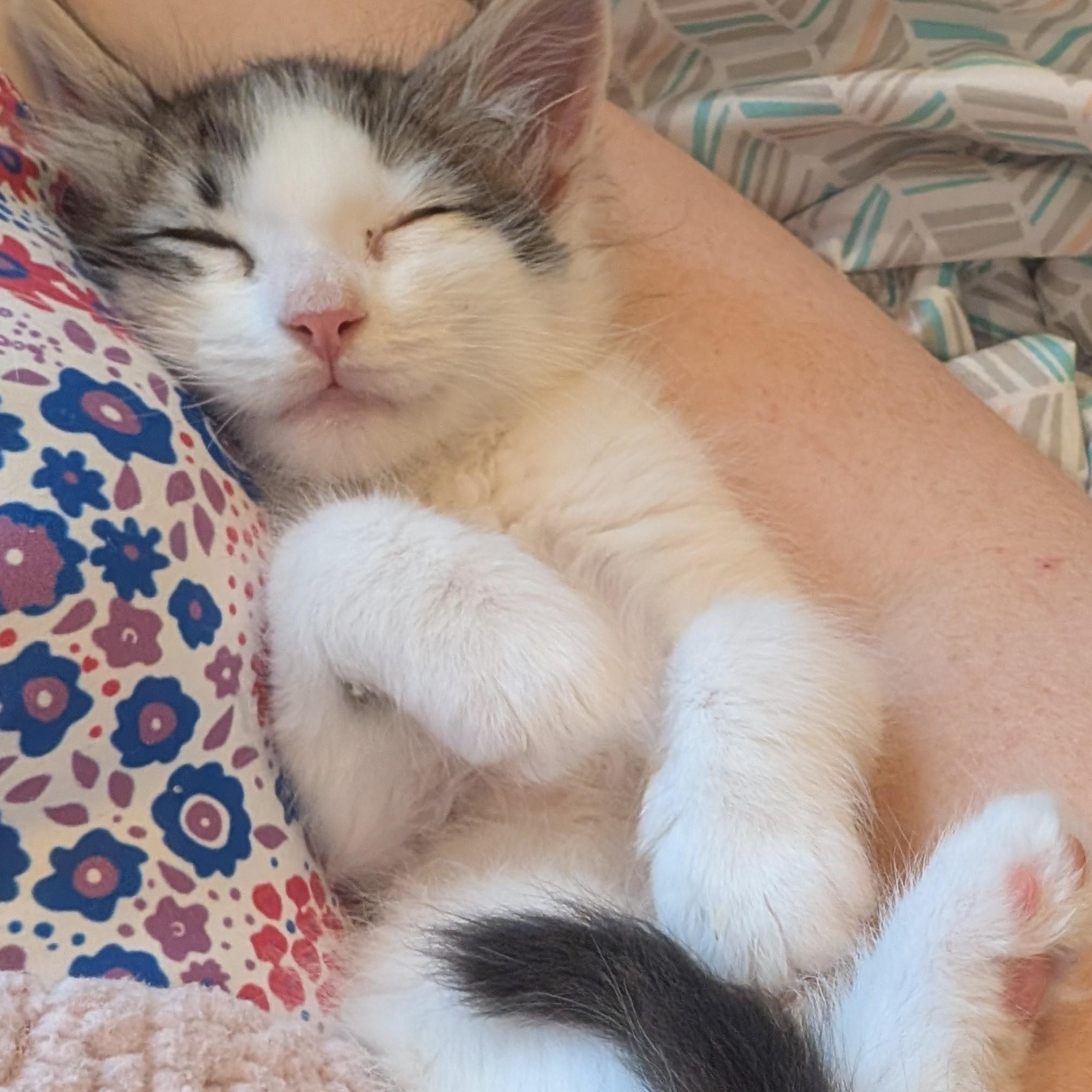 Dot Matrix Derbyshire, a ADOPTABLE Domestic Medium Hair in Denver, CO image 3/5