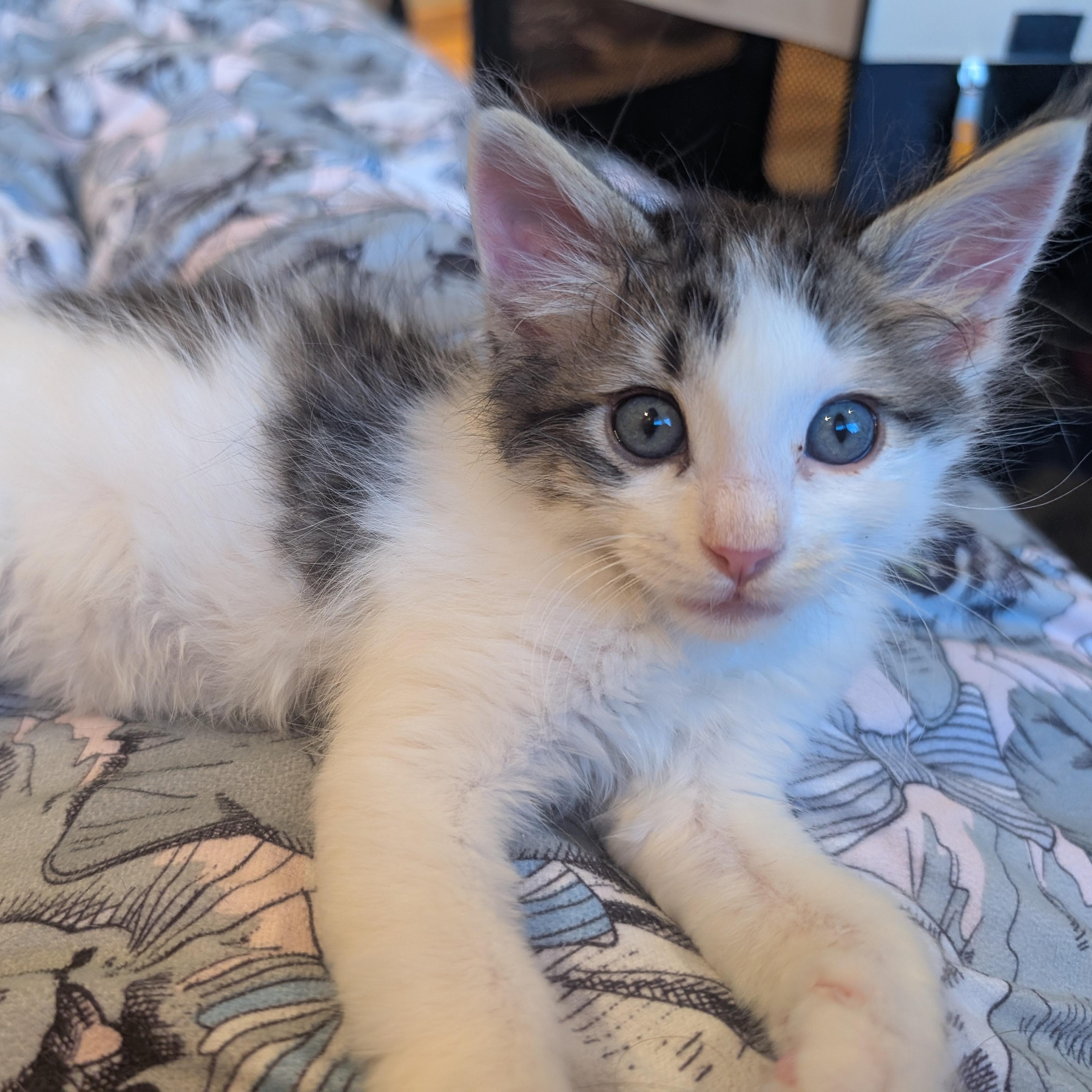 Dot Matrix Derbyshire, a ADOPTABLE Domestic Medium Hair in Denver, CO image 5/5