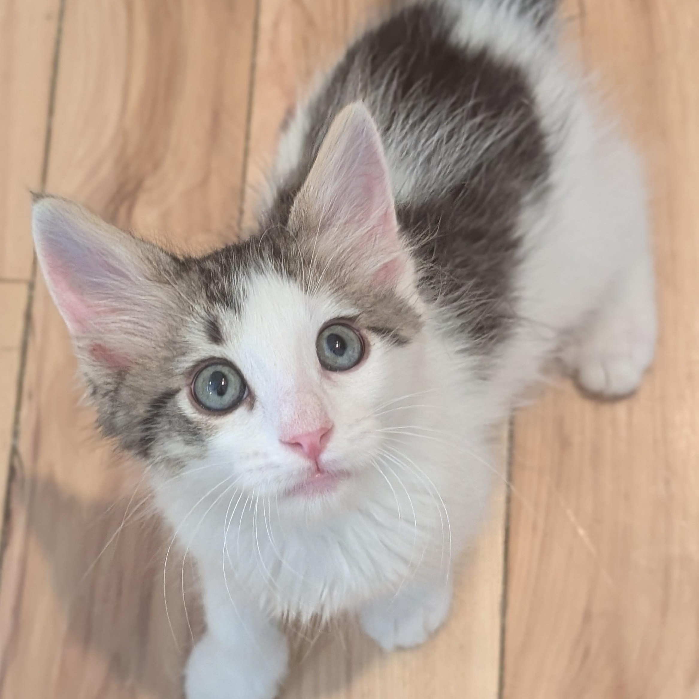 Dot Matrix Derbyshire, ADOPTABLE, Kitten Male Domestic Medium Hair.