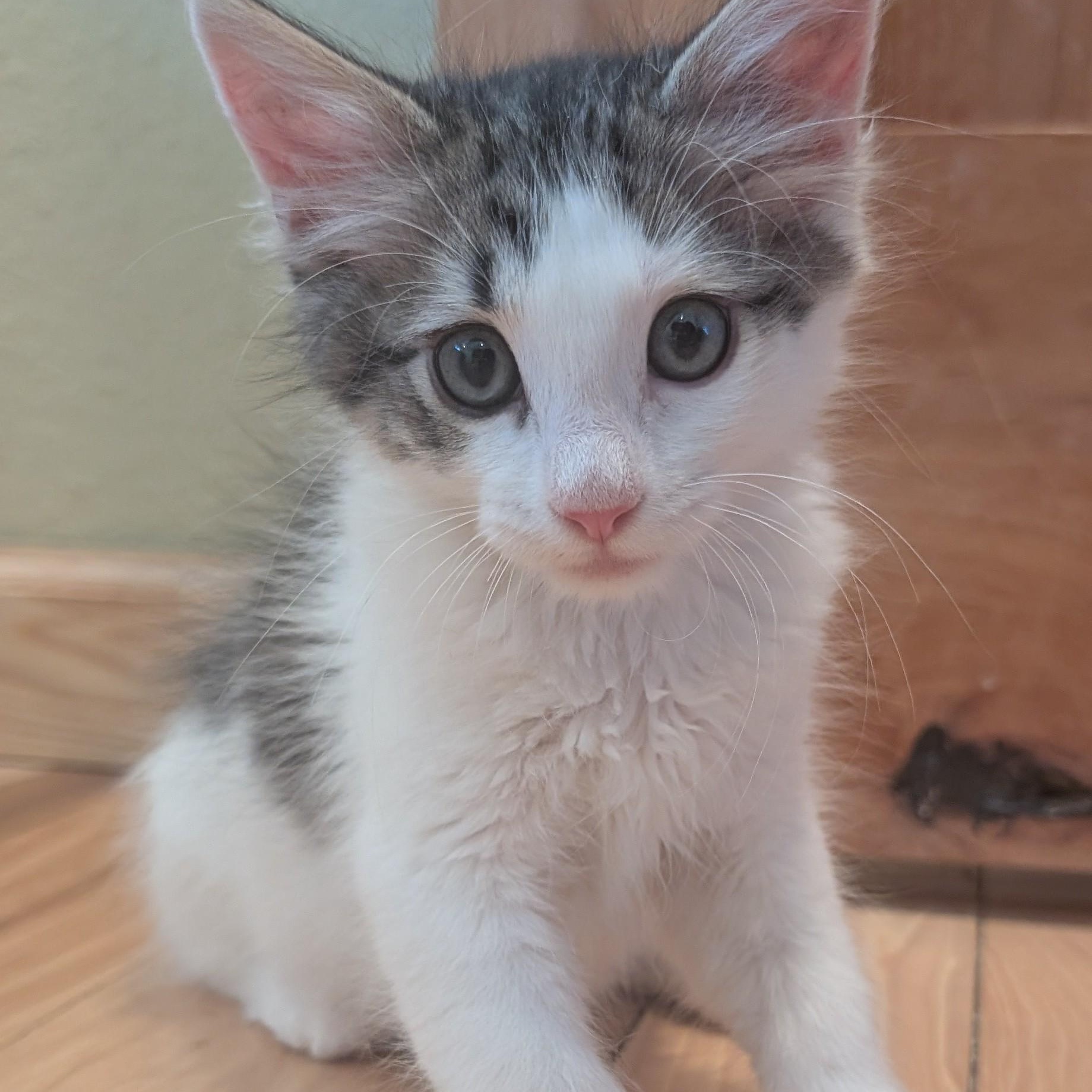 Dot Matrix Derbyshire, a ADOPTABLE Domestic Medium Hair in Denver, CO image 2/5
