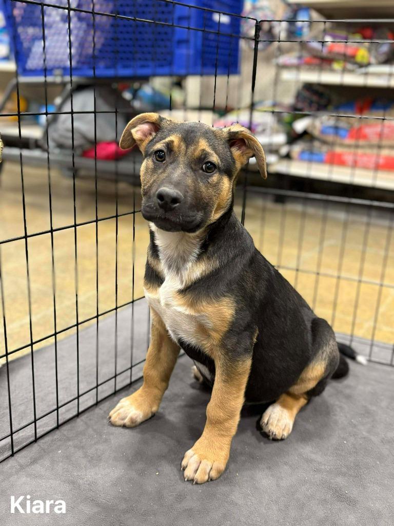 Enlarge Kiara, a Adoptable mixed breed in sun prairie, WI image 1/2