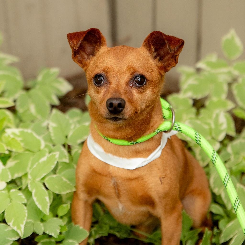 Mayo, a Adoptable mixed breed in Chester Springs, PA image 5/5