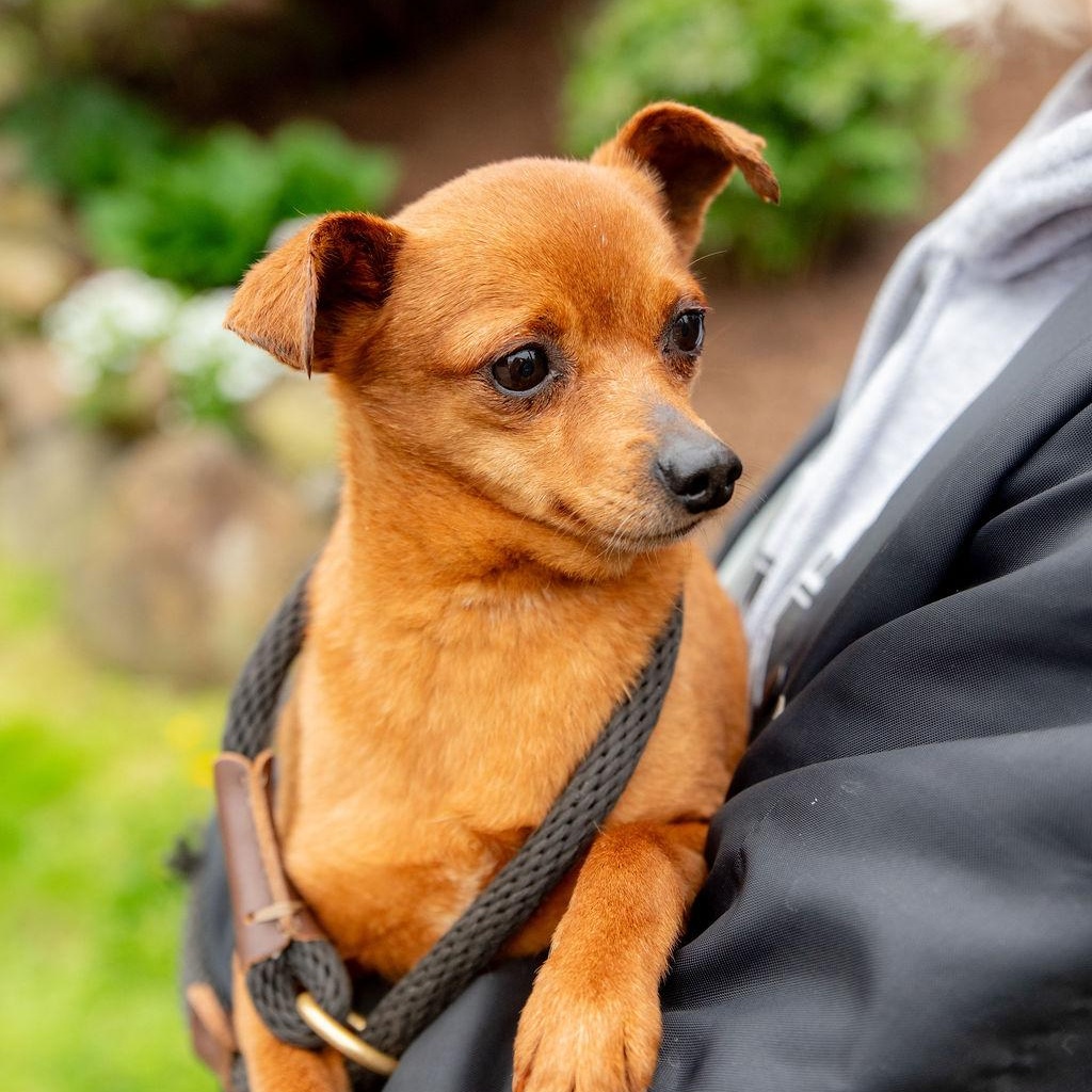 Mayo, a Adoptable mixed breed in Chester Springs, PA image 2/5