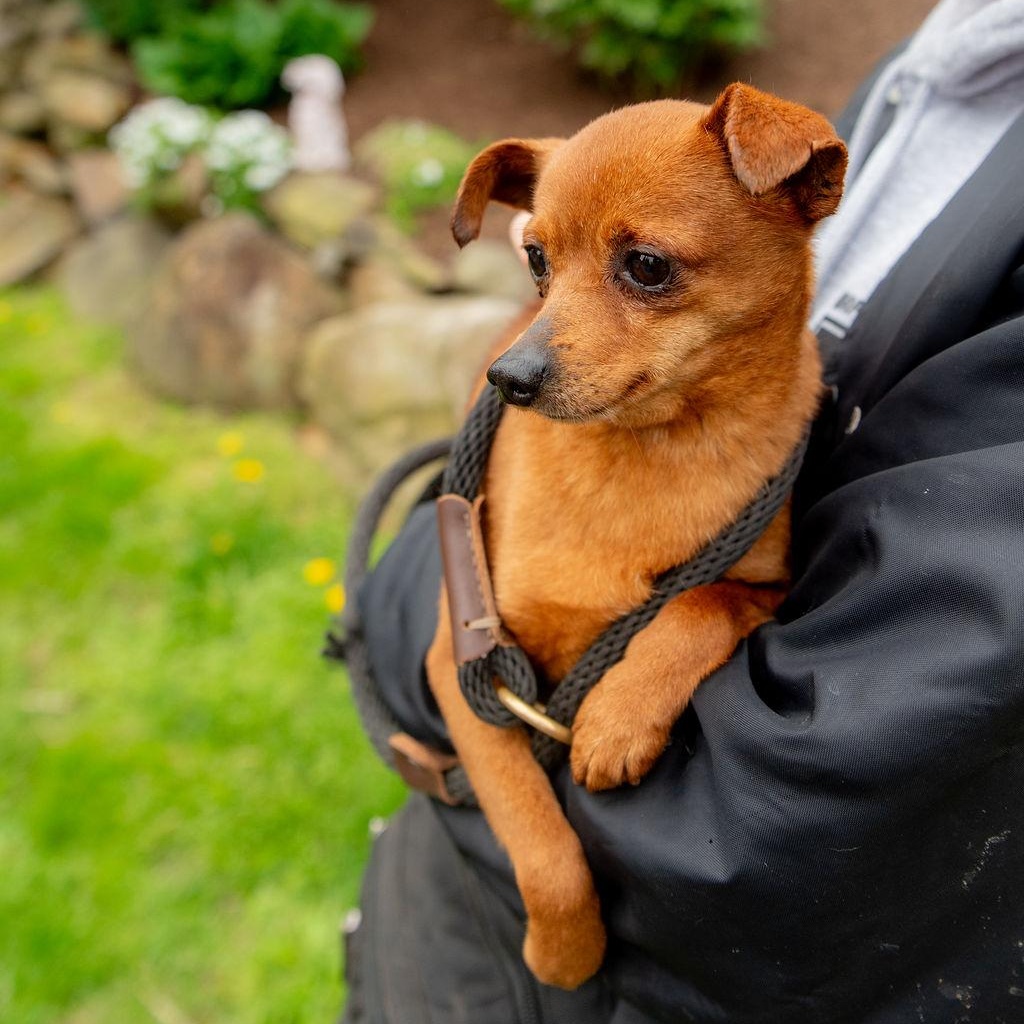 Mayo, a Adoptable mixed breed in Chester Springs, PA image 3/5
