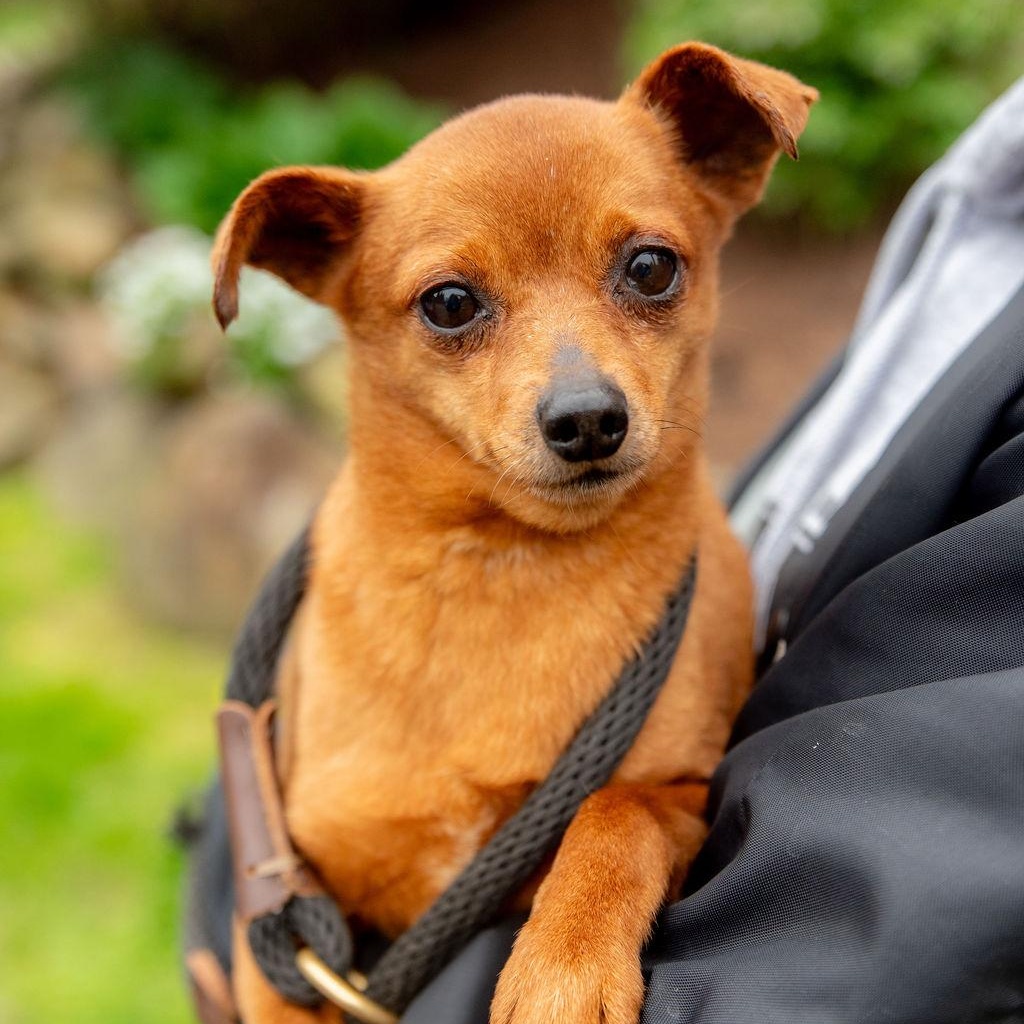 Mayo, Adoptable, Adult Male Miniature Pinscher.