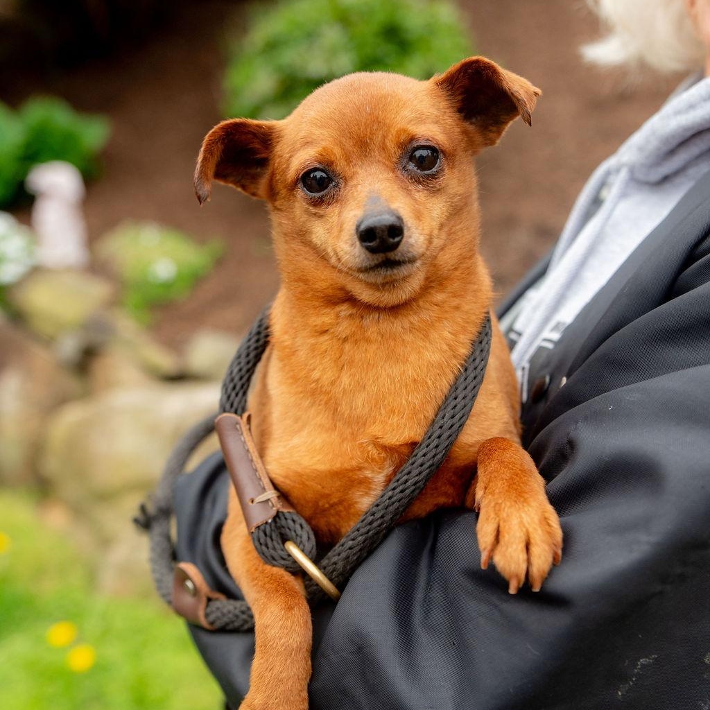 Mayo, a Adoptable mixed breed in Chester Springs, PA image 4/5