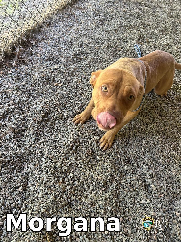 Morgana, Adoptable, Adult Female Pit Bull Terrier.