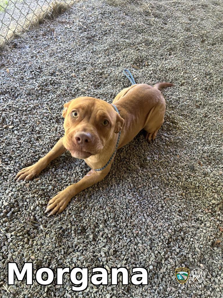 Enlarge Morgana, a Adoptable Pit Bull Terrier in Rocky Mount, NC image 2/2