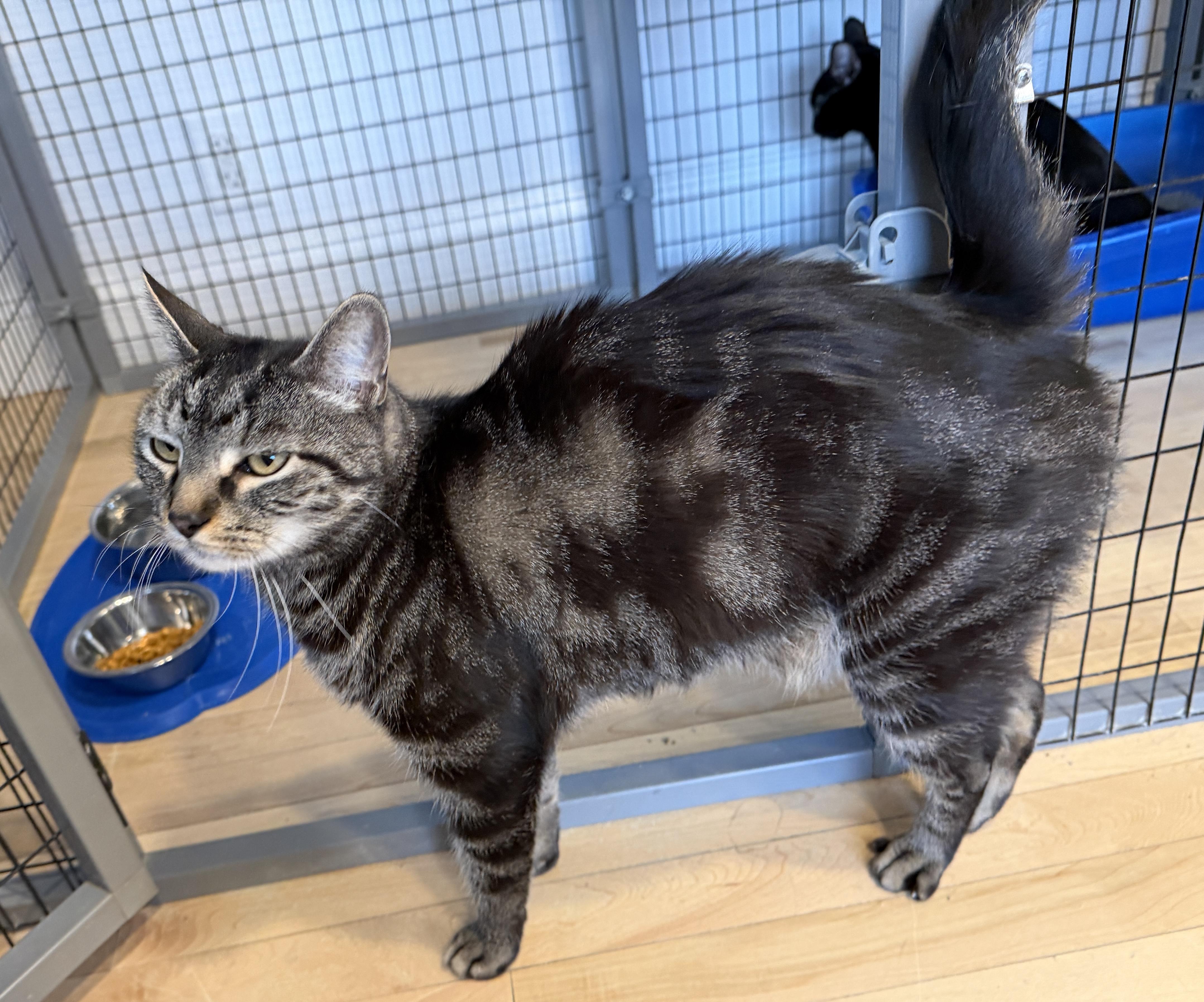 Reggie, an adopted American Shorthair in Hull, MA image 2/3