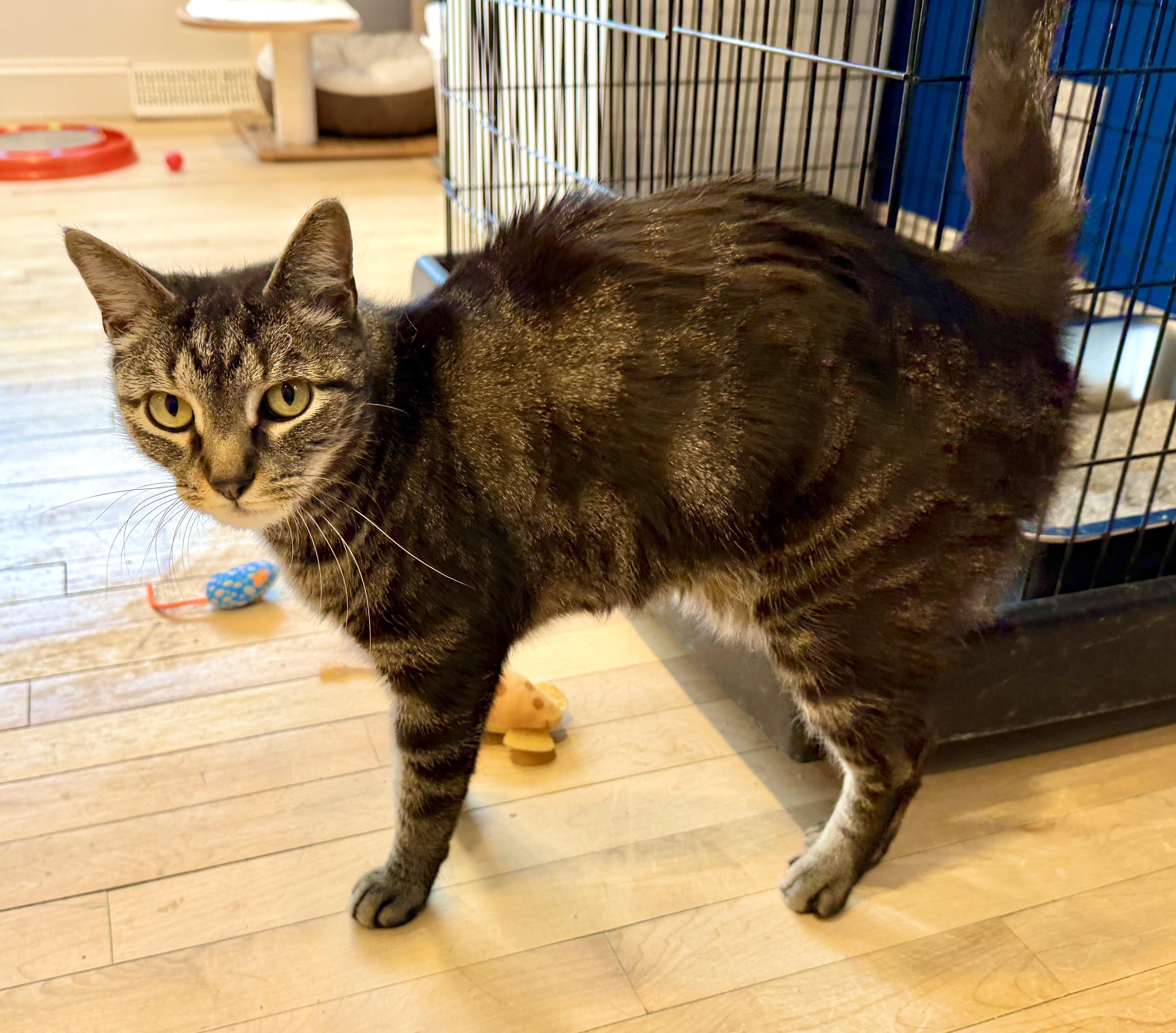 Reggie, an adopted American Shorthair in Hull, MA image 3/3