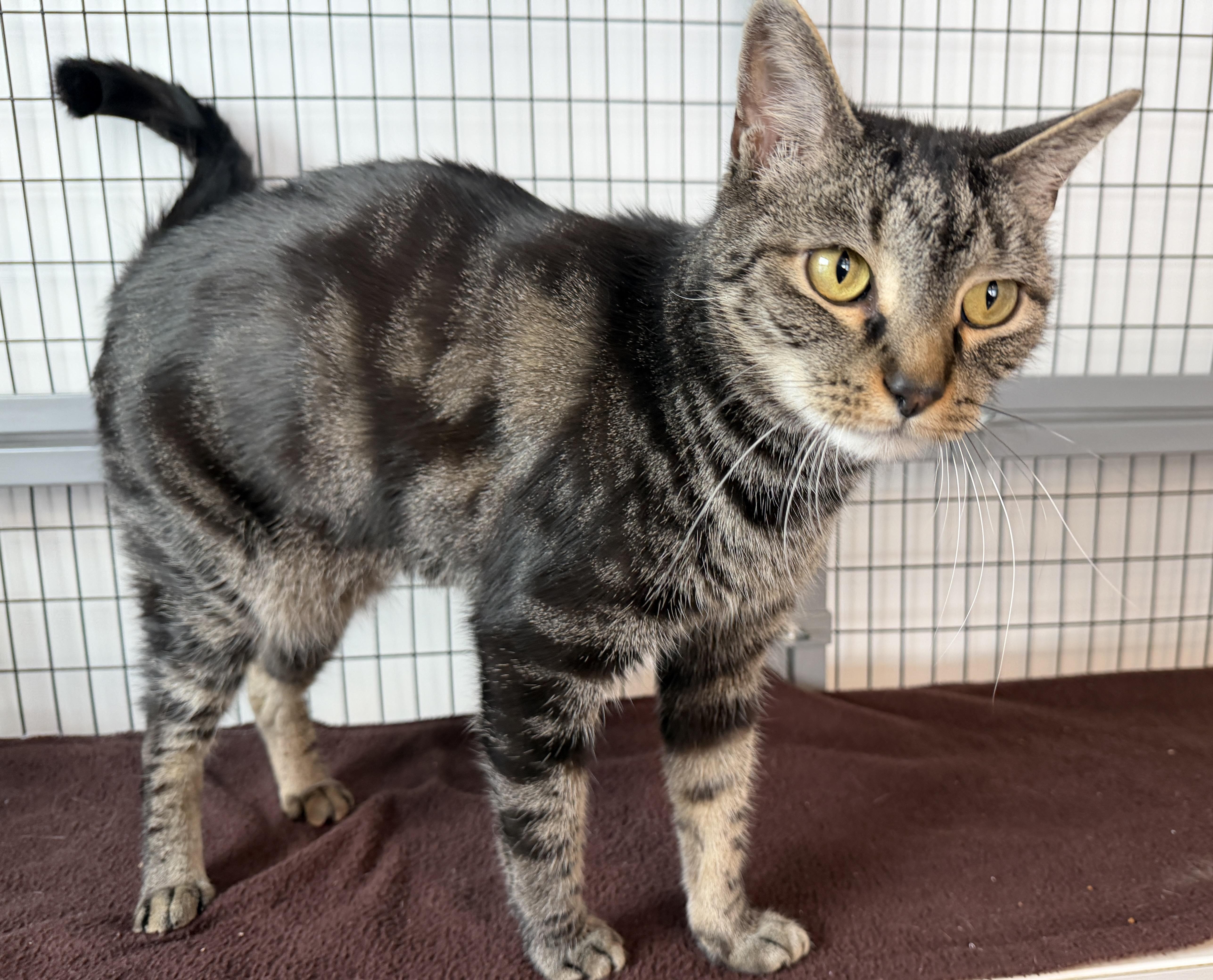 Reggie, Adoptable, Adult Male American Shorthair.