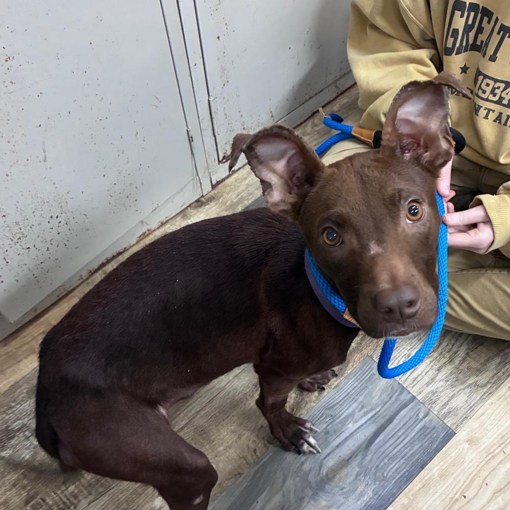 Enlarge Cass, a Adoptable Mixed Breed in Hattiesburg, MS image 1/6