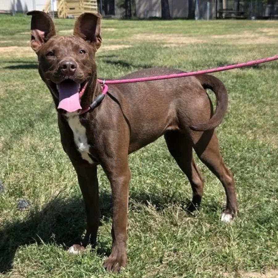 Enlarge Cass, a Adoptable Mixed Breed in Hattiesburg, MS image 2/6