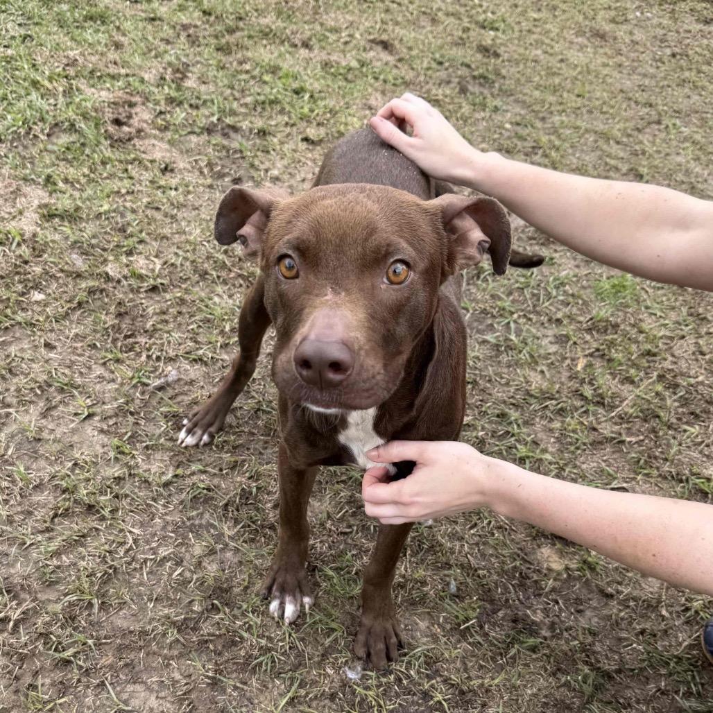 Enlarge Cass, a Adoptable Mixed Breed in Hattiesburg, MS image 3/6