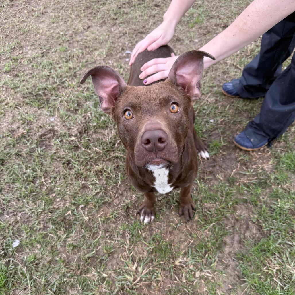 Enlarge Cass, a Adoptable Mixed Breed in Hattiesburg, MS image 4/6