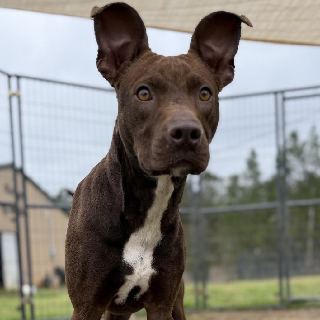 Enlarge Cass, a Adoptable Mixed Breed in Hattiesburg, MS image 5/6