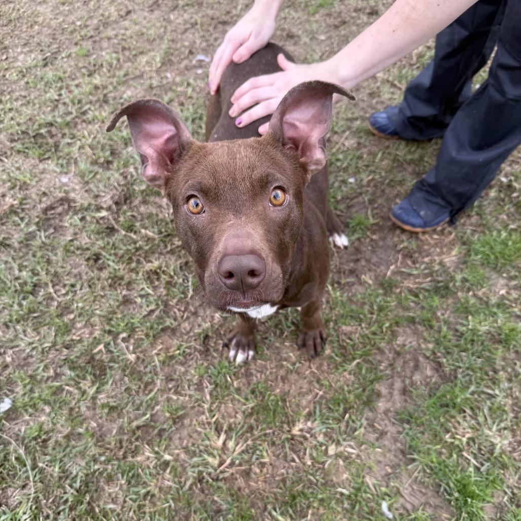 Enlarge Cass, a Adoptable Mixed Breed in Hattiesburg, MS image 6/6