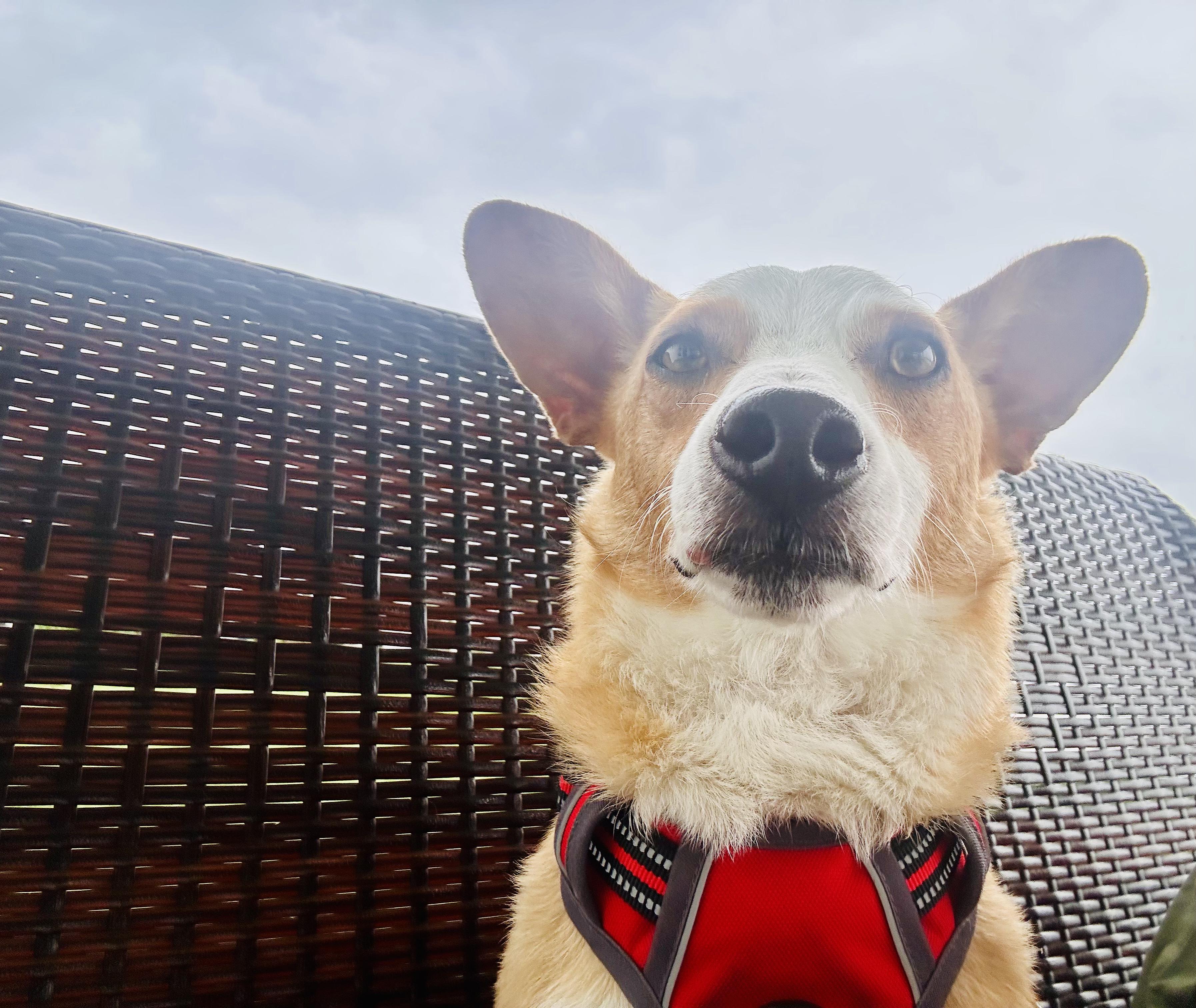 Rhett Butler thumbnail 2